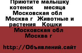 Приютите малышку котенок 1,5 месяца - Московская обл., Москва г. Животные и растения » Кошки   . Московская обл.,Москва г.